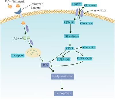 Ferroptosis and its Role in Gastric Cancer